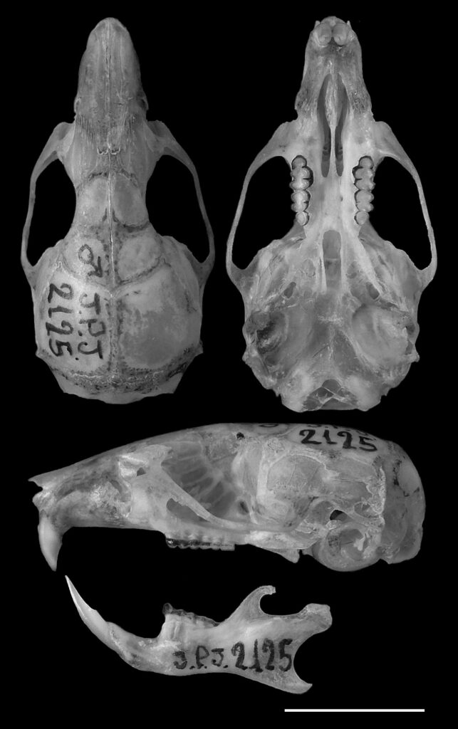 Akodon polopi, holotype, Museo Argentino de Ciencias Naturales “Bernardino Rivadavia” (MACN–Ma 23486)