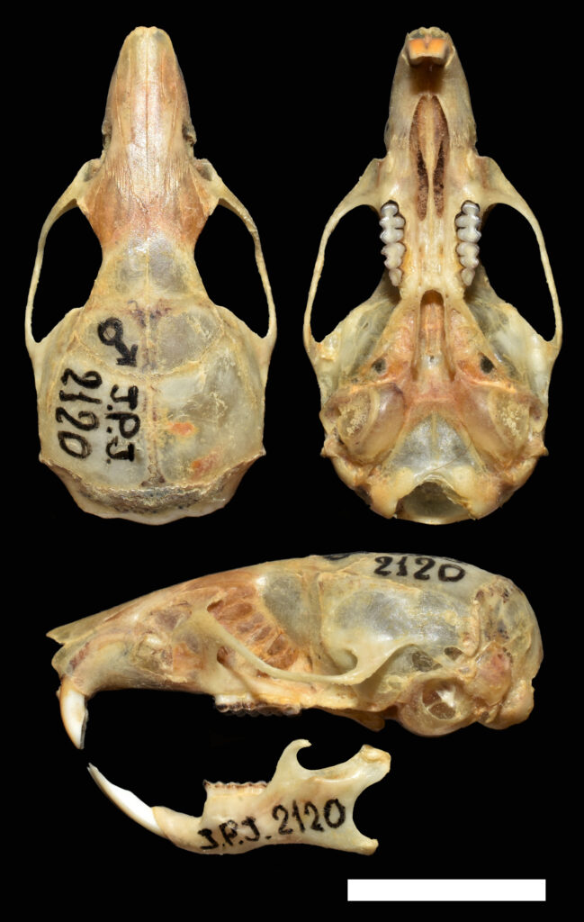 Akodon polopi, topotype, Museo Argentino de Ciencias Naturales “Bernardino Rivadavia” (MACN–Ma 23486)