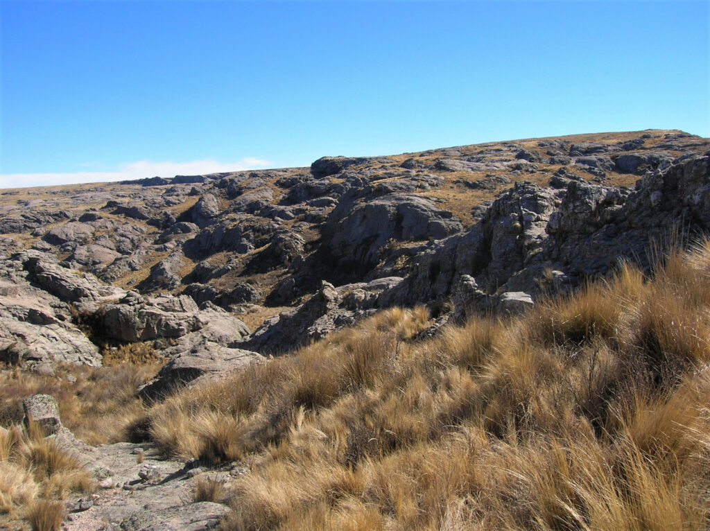 Akodon polopi, habitat