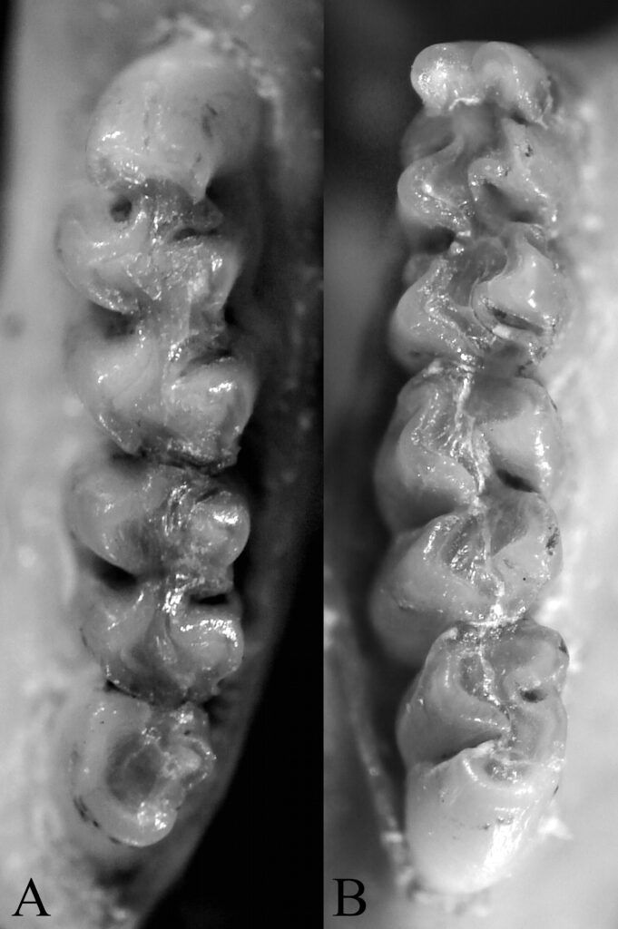 Akodon polopi, molars, Museo Argentino de Ciencias Naturales “Bernardino Rivadavia” (MACN–Ma 23486)