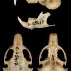 SAREM-Holotipos_Ctenomys-contrerasi-craneo