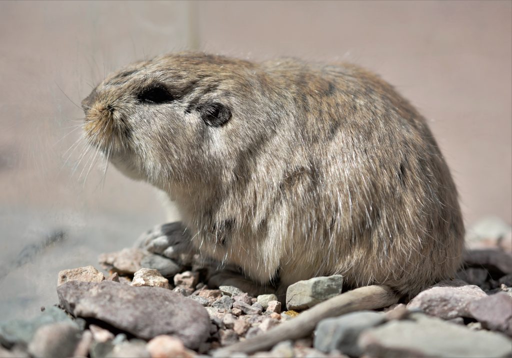 Ctenomys eileenae