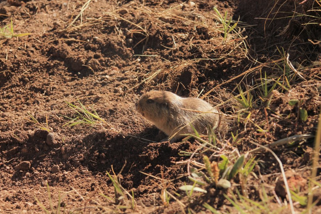 Ctenomys heniacamiare, type series individual