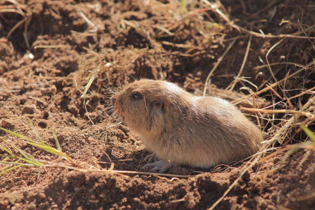 Ctenomys heniacamiare, type series individual