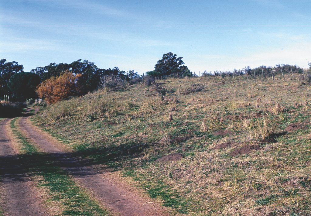 Ctenomys pulcer, habitat