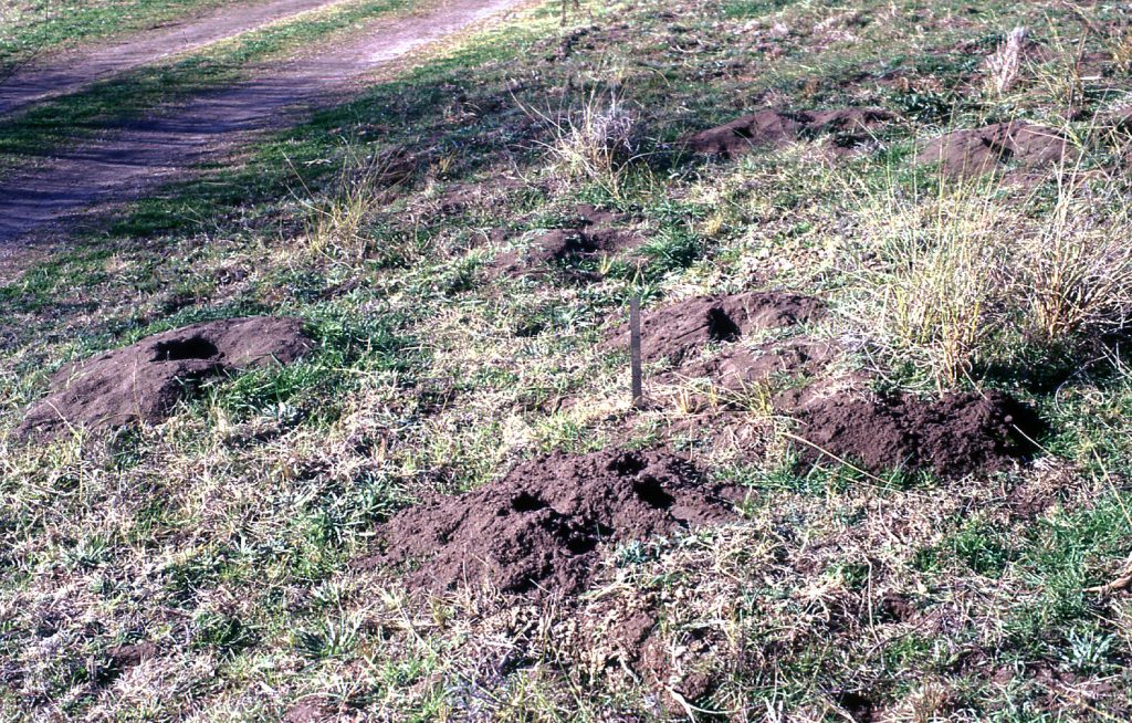 Ctenomys pulcer, habitat