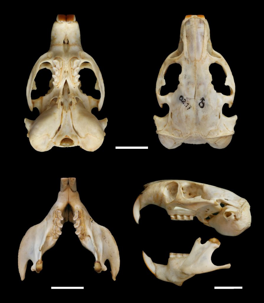 Ctenomys pulcer, holotype