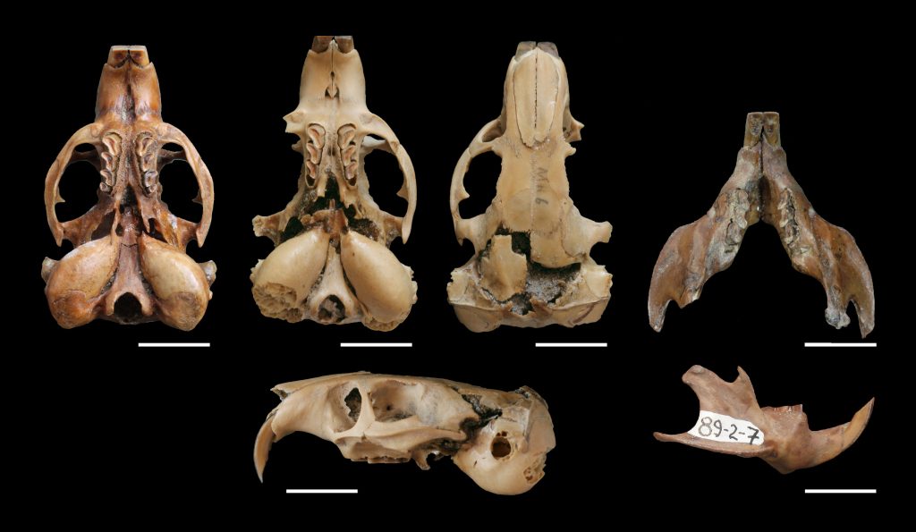 Ctenomys pulcer, fossil specimens