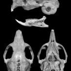 SAREM-Holotipos_Microcavia-sorojchi-craneo