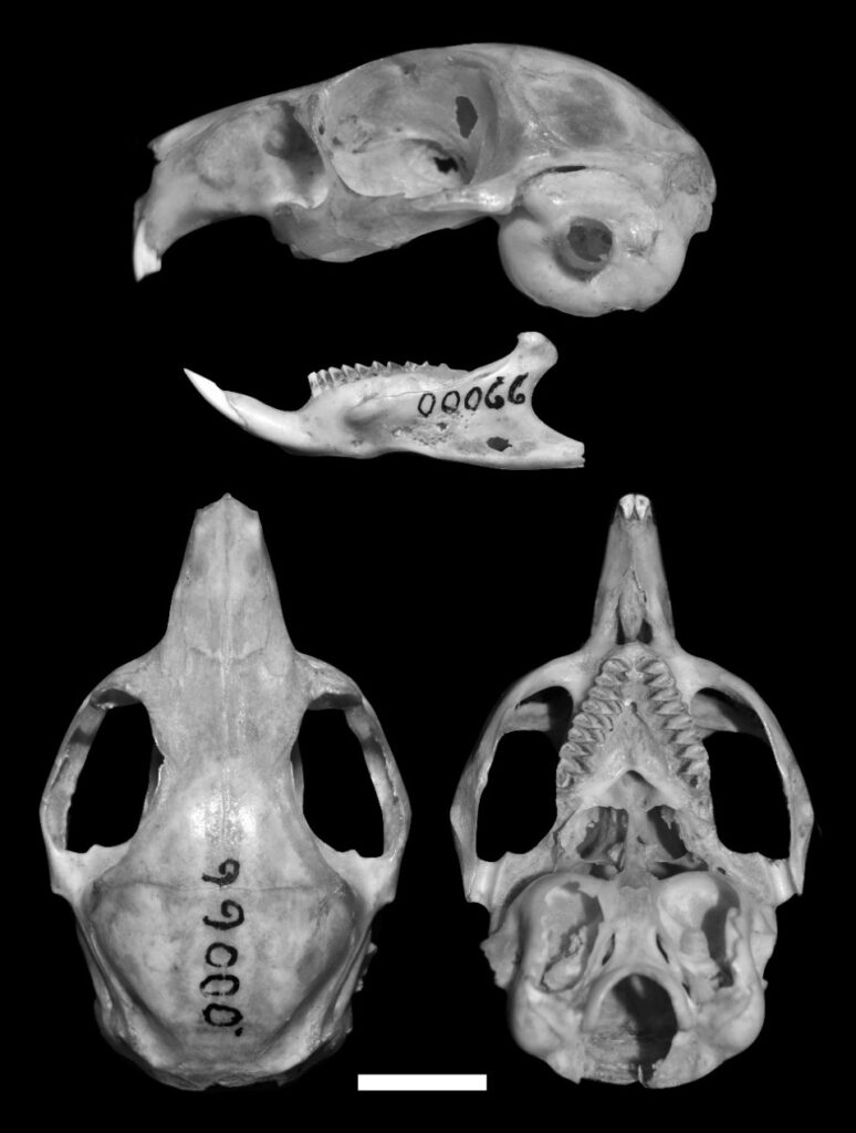 Microcavia sorojchi, holotype