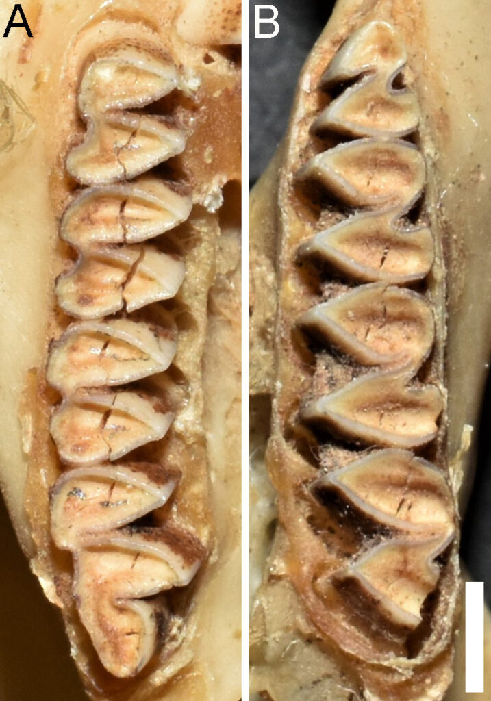 Microcavia sorojchi, holotype