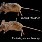 SAREM-Holotipos_Phyllotis-pehuenche-comparado-con-P-vaccarum