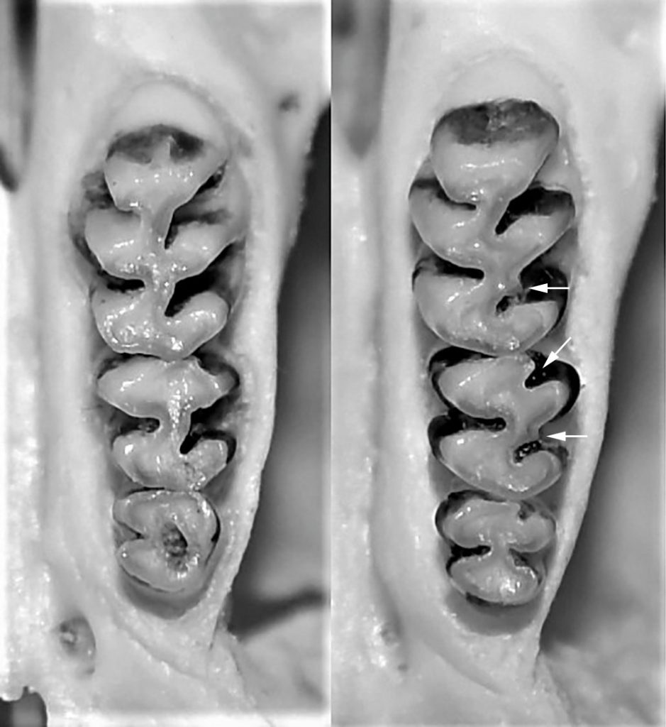 Phyllotis pehuenche, molars of type specimen