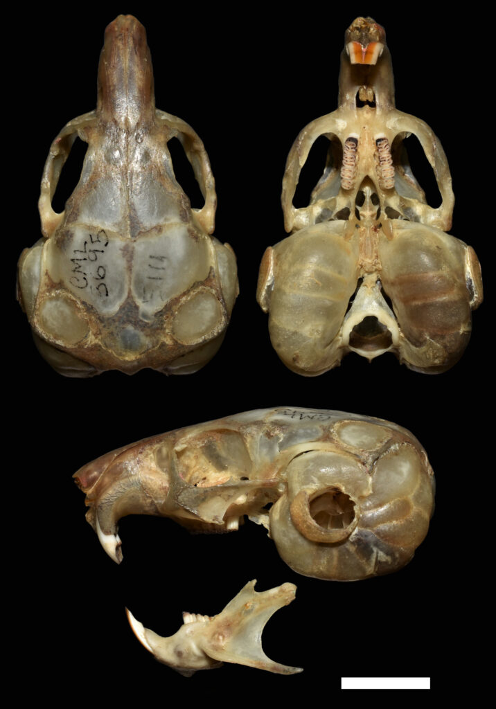 Tympanoctomys loschalchalerosorum, holotype, Colección Mamíferos Lillo (CML 3695)